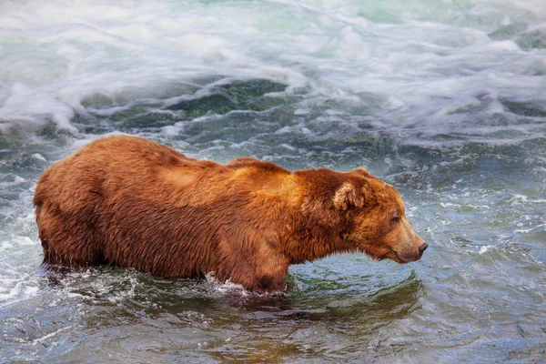 Grizzly Bear Hunting Salmon Brooks Falls Coastal Brown Grizzly Bears Stock Picture