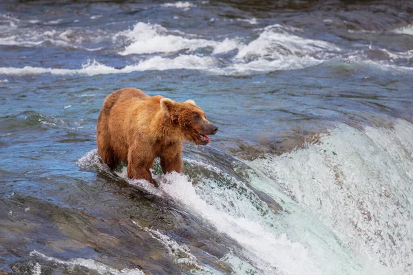 Grizzly Bear Hunting Salmon Brooks Falls Coastal Brown Grizzly Bears Royalty Free Stock Images