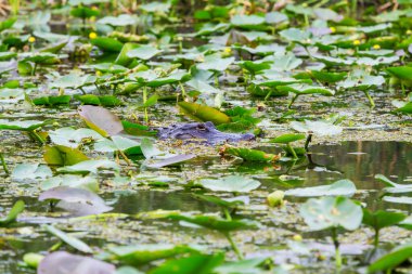 Amerikan Timsahı Everglades 'te yüzüyor ve vahşi doğa ulusal parkında renkli bir yansıması var.