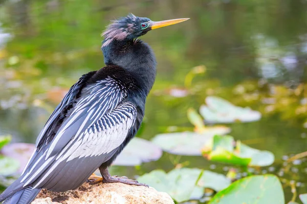 Amerykańska Anhinga Park Narodowy Everglades Floryda Piękne Dzikie Zwierzęta — Zdjęcie stockowe