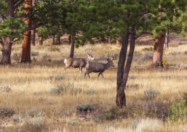Mountain Bull Geyiği sonbahar ormanında, Colorado, ABD