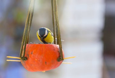 Tohum kutusunun üzerinde oturan daha büyük bir meme faresi kuşu. Kış mevsimi kar soğuk