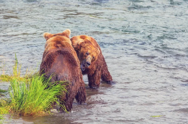 Oso Pardo Cazando Salmón Brooks Cae Coastal Brown Grizzly Bears —  Fotos de Stock