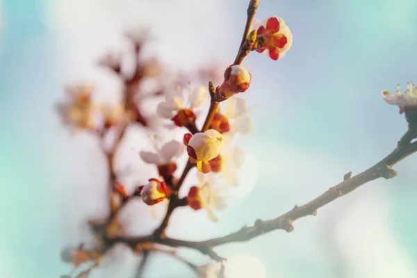 Blühender Baum Frühlingsgarten Schöne Frühling Natürlichen Hintergrund — Stockfoto