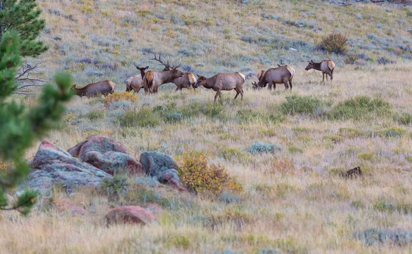 Mountain Bull Elk Höstskogen Colorado Usa — Stockfoto