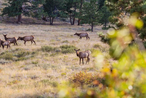 Mountain Bull Elk Herfstbos Colorado Verenigde Staten — Stockfoto