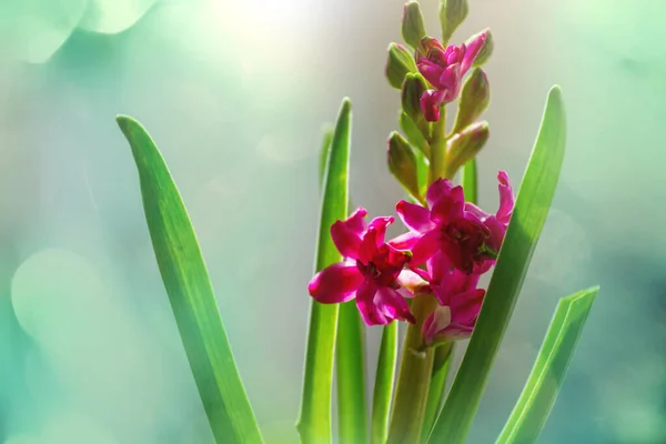 Blommande Blomhyachint Vårsäsongen — Stockfoto