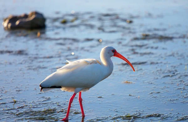 White Ibis Parque Nacional Everglades Eua Flórida — Fotografia de Stock