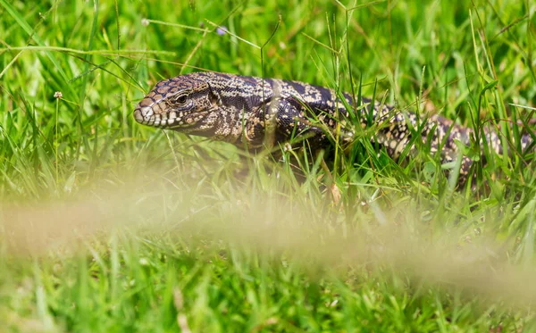 Lagarto Grande Hierba Verde — Foto de Stock