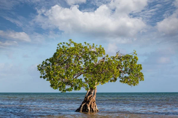 Einsamer Mangrovenbaum Floridas Küste — Stockfoto