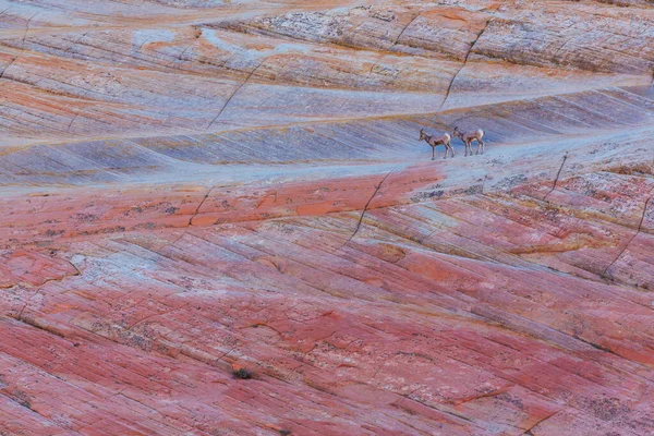 Mouflons Sauvages Dans Les Montagnes Cascade — Photo