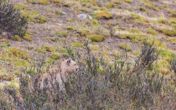 Vahşi Cougar Puma Concolor Torres Del Paine Ulusal Parkı Şili — Stok fotoğraf