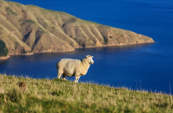 新西兰山区绿地草地上的羊 — 图库照片