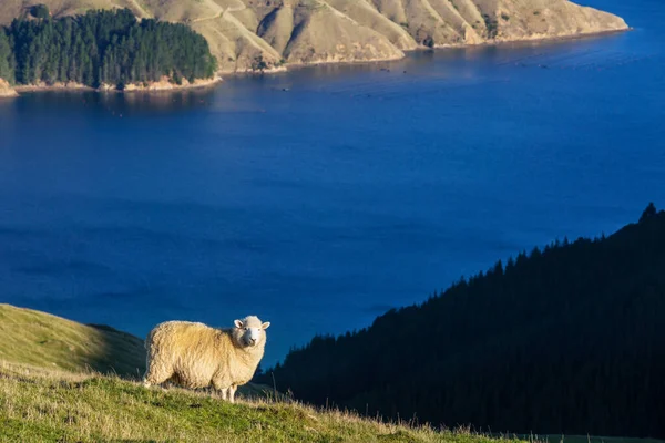 Sheeps Στο Πράσινο Λιβάδι Βουνό Αγροτική Σκηνή Στη Νέα Ζηλανδία — Φωτογραφία Αρχείου