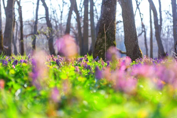 Lindas Paisagens Florestais Flores Primavera Floresta — Fotografia de Stock