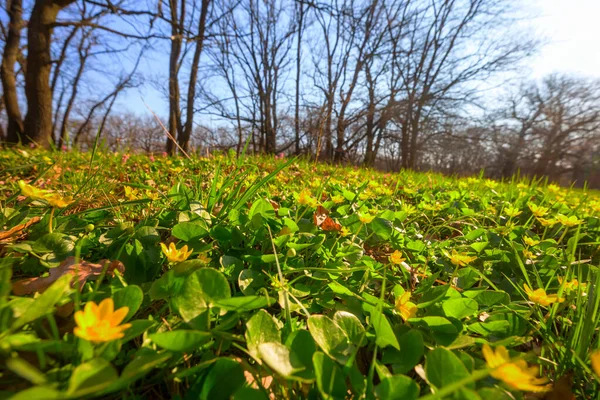 Beautiful Woodland Landscapes Spring Flowers Forest — Stock Photo, Image