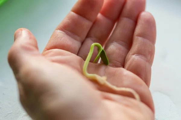 Small green sprout in hand