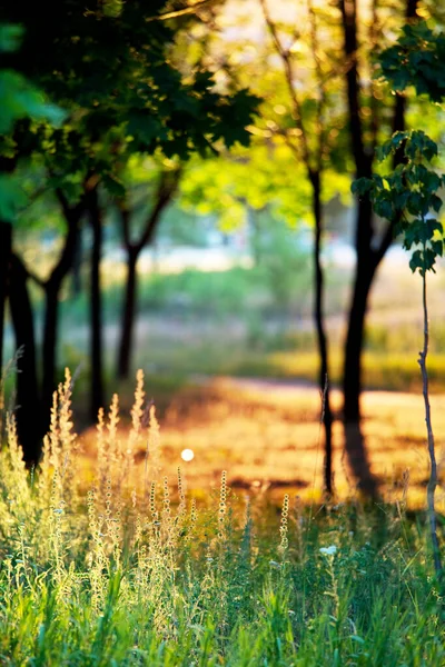 日没の緑の夏の公園で日光 — ストック写真