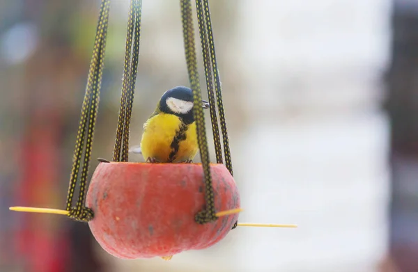 種子の上に座って大規模なネズミの鳥 冬の雪の寒さ — ストック写真