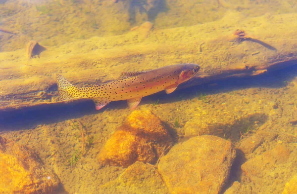 Big Brown Trout Swimming Mountain Lake — Stock Photo, Image