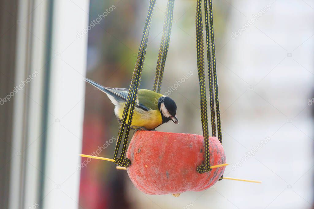 Greater titmouse bird sitting on a seed-can. winter season snow cold