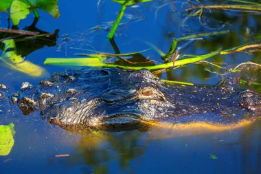 Amerikan Timsahı Everglades 'te yüzüyor ve vahşi doğa ulusal parkında renkli bir yansıması var.