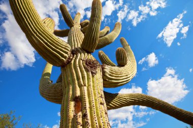 Tucson 'un banliyöleri üzerindeki manzaralar.