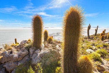 Incahuasi adasındaki büyük kaktüs, tuz düzlüğü Salar de Uyuni, Altiplano, Bolivya. Alışılmadık doğal manzara terk edilmiş güneş enerjisi Güney Amerika 'da seyahat ediyor.