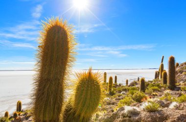 Incahuasi adasındaki büyük kaktüs, tuz düzlüğü Salar de Uyuni, Altiplano, Bolivya. Alışılmadık doğal manzara terk edilmiş güneş enerjisi Güney Amerika 'da seyahat ediyor.