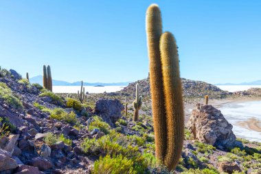 Incahuasi adasındaki büyük kaktüs, tuz düzlüğü Salar de Uyuni, Altiplano, Bolivya. Alışılmadık doğal manzara terk edilmiş güneş enerjisi Güney Amerika 'da seyahat ediyor.