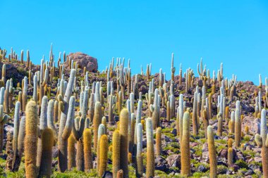 Incahuasi adasındaki büyük kaktüs, tuz düzlüğü Salar de Uyuni, Altiplano, Bolivya. Alışılmadık doğal manzara terk edilmiş güneş enerjisi Güney Amerika 'da seyahat ediyor.