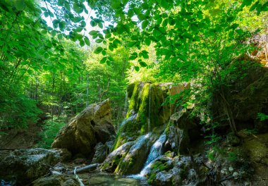 Güzel yeşil ormanda şelale