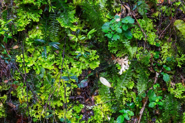 Various Green Leaves background in jungle