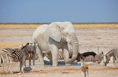 Afrika fili, Loxodonta africana, savanda, Namibya, Afrika