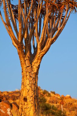 Afrika çölünde titrek ağaç. Namibya, Afrika