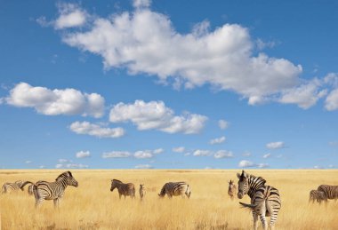 Afrika düzlükleri, kuru, kahverengi çayırlarda gezen ve otlayan zebralar. Afrika safari geçmişi