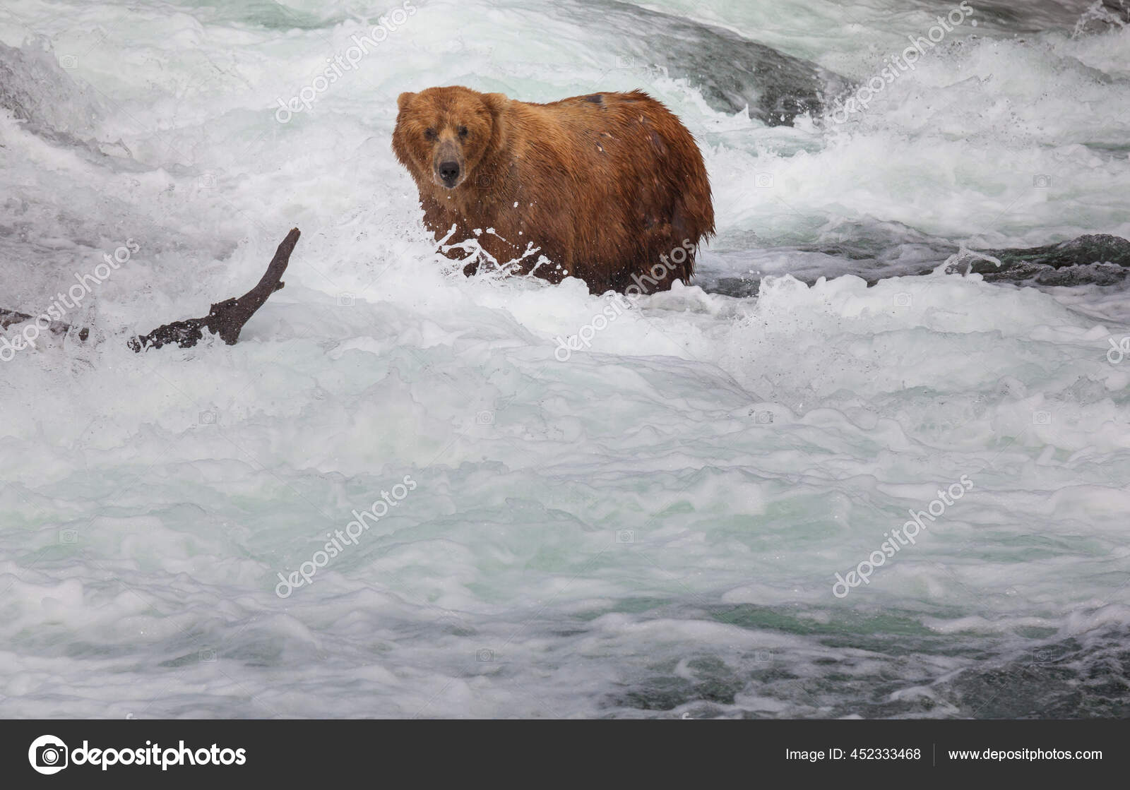 Grizzly Bear Hunting Salmon Brooks Falls Coastal Brown Grizzly Bears