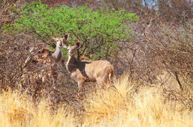 Namibya 'da Afrika safarisinde turistik ilgi