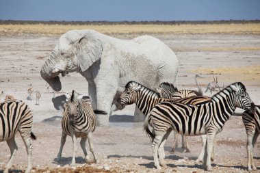 Namibya 'da Afrika safarisinde turistik ilgi