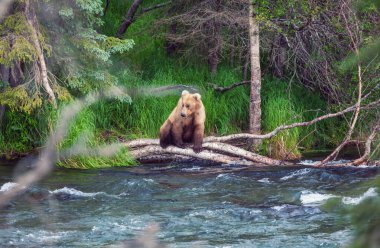 Brooks Şelalesi 'nde somon avlayan bir boz ayı. Alaska 'daki Katmai Ulusal Parkı' nda Kıyı Kahverengi Ayıları balık tutuyor. Yaz sezonu. Doğal Vahşi Yaşam teması.