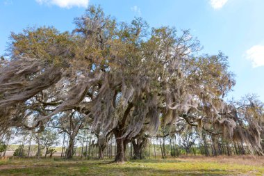 Florida 'da alışılmadık Büyük Ağaç