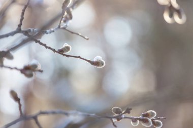 Pussy willow flowers on the branch in spring season. Easter and spring background