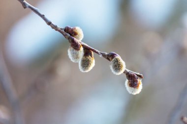 Pussy willow flowers on the branch in spring season. Easter and spring background
