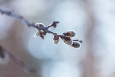 Pussy willow flowers on the branch in spring season. Easter and spring background