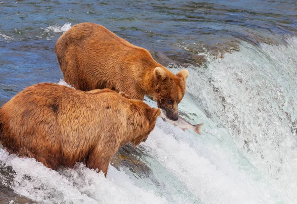 Ein Grizzlybär Auf Lachsjagd Brooks Fällt Braune Grizzlybären Der Küste — Stockfoto