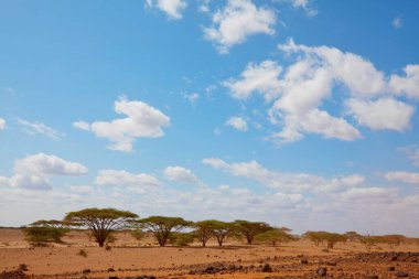 Afrika savanasında gün batımı akasya ağaçları, Namibya 'da Safari