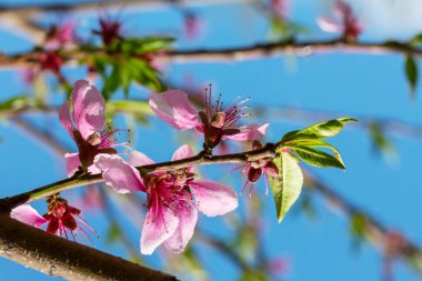 Bahar bahçesinde çiçek açan ağaç. Güzel bahar doğal arka plan.