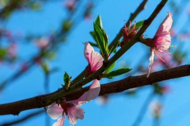 Bahar bahçesinde çiçek açan ağaç. Güzel bahar doğal arka plan.