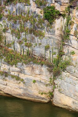 Sumidero Kanyonu 'ndaki uçurumun üzerindeki kaktüs duvarı - Chiapas, Meksika
