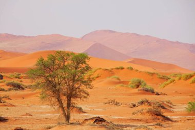 Namibya 'daki Namib çölünde güzel kum tepeleri
